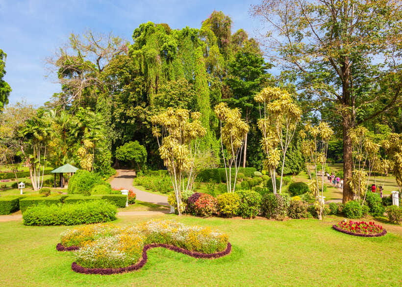 Sri Lanka Cultural Triangle Private 2-Day Tour+Wildlife Tour - Tea Factory and Ceylon Tea: A Taste-Stop That Actually Fits the Story
