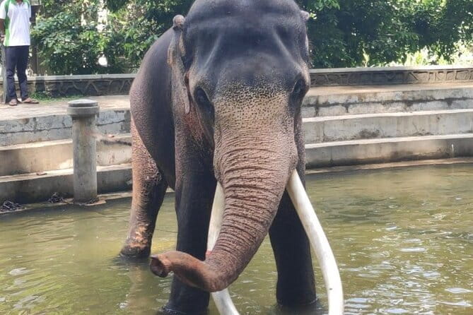 Sri Lanka Driver's and Guide with Luxury Cars - What to expect overall: a structured half-day with room to breathe