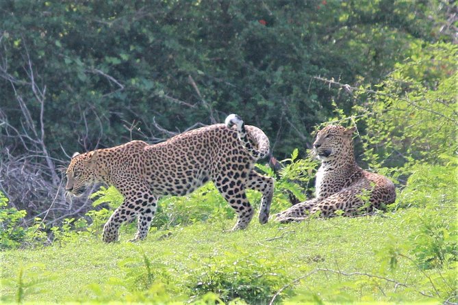 SRI LANKA EXPERIENCES- 12 Nights/13 Days Tour - Wildlife days: elephants and safaris (and why jeep costs matter)