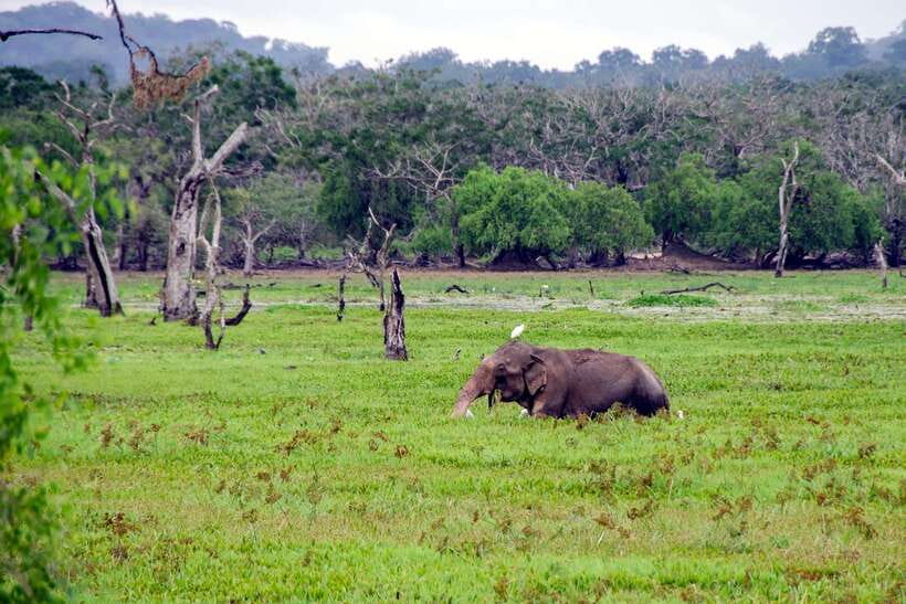 Sri Lanka Green Bless- 2-day Private Trip To Enjoy Nature - Yala morning safari: leopards, black panther hopes, and how to manage expectations