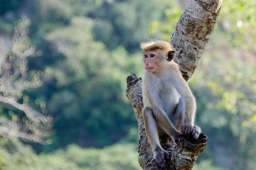Sri Lanka Green Bless- 2-day Private Trip To Enjoy Nature - Who should book this nature-heavy 2-day plan