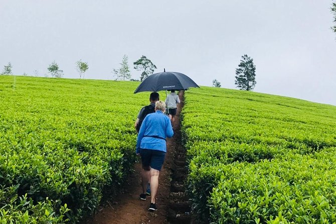 Sri Lanka highlights in 6 days - Tea country basics: Nuwara Eliya views, tea factory tour, and Ramboda Falls