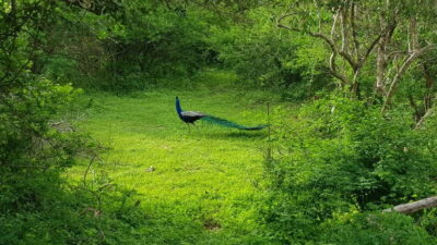 Sri Lanka Nature, culture, history and wildlife in 4 days - Day 1: Colombo to Kandy via Peradeniya Botanical Garden and the Temple of the Tooth