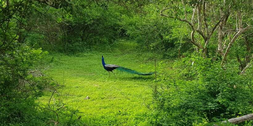 Sri Lanka Nature, culture, history and wildlife in 4 days - Day 4: Makandewa rainforest walk and Kitulgala whitewater rafting, then back to Colombo