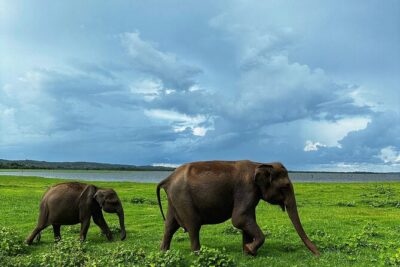 Sri Lanka Personal Tour Driver in private vehicle - Private Vehicle Comfort: A/C, WiFi, and the Little Stuff
