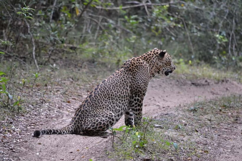 Sri Lanka Private 10-Day Round Tour Car, Guide, Hotels, Food - Day 5: Guided trek in Udawattakele sanctuary plus Kandy highlights