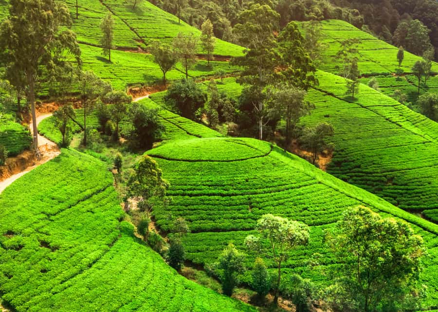 Sri Lanka Private 2-day Tour:Train Trip, Kandy, Nuwara Eliya - Nuwara Eliya Tea Factory and Unblended Ceylon Tea Tasting