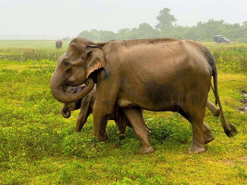 Sri Lanka Private 8-day Tour; Transport, Guide, Hotels, Food - From Sigiriya to the south coast: why this route feels efficient
