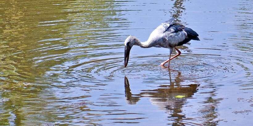 Sri Lanka Private Galle Tour: stilt fisherman, Galle Fort... - The Madu River Ramsar Safari: Mangroves and Wildlife by Boat