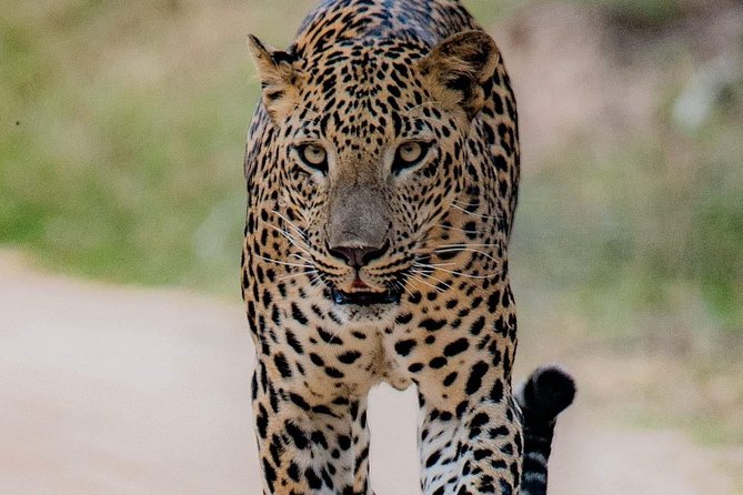 Sri Lanka private tour package 9 night 10 Day with driver+vehicle+accommodations - Day 1 in Habarana: Arrival, Garlands, and a Soft Start