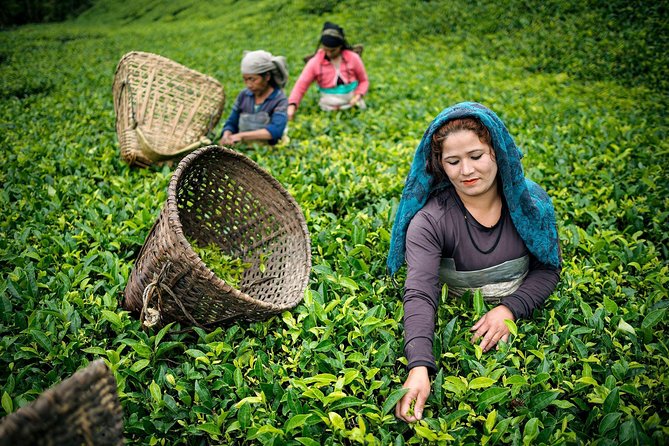 Sri Lanka round tour -7 days with private driver - Tea-country pacing: Ramboda Falls, Nuwara Eliya, and an optional train ride