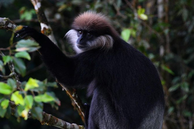 Sri Lanka Sinharaja Rain Forest Tour with Transport - Door-to-Door Transport From Bentota: Less Hassle, More Trail Time