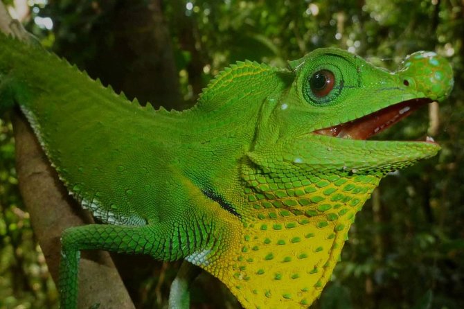 Sri Lanka Sinharaja Rain Forest Tour with Transport - Price and Value: What $98 Covers (and What It Doesn’t)