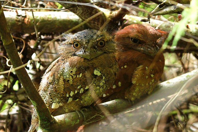 Sri Lanka Sinharaja Rain Forest Tour with Transport - Who This Tour Suits Best (and Who Might Find It a Fit-Limits Day)
