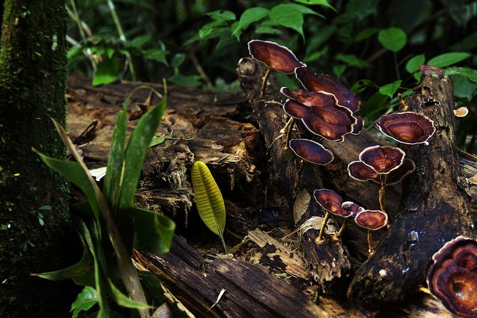 Sri Lanka Sinharaja Rain Forest Tour with Transport - A Practical Way to Plan Your Day in Sinharaja