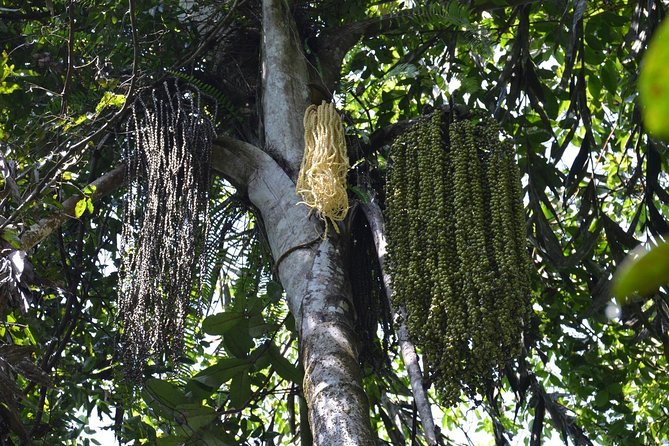 Sri Lanka Sinharaja Rain Forest Tour with Transport - Should You Book This Sinharaja Rain Forest Tour With Transport from Bentota?