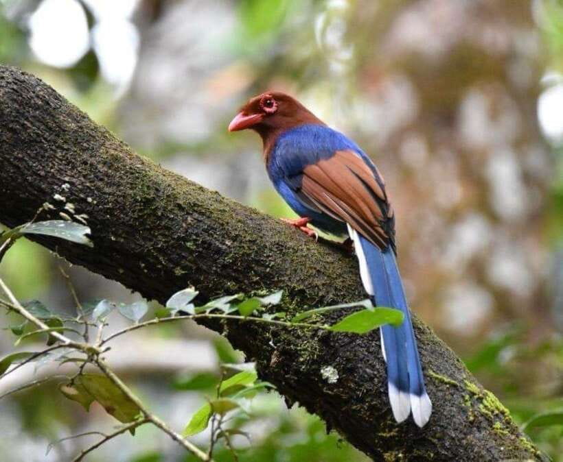Sri Lanka : Sinharaja Rainforest Guided Trek with Pickup - Pickup from Mirissa: the easy start that keeps you hunting wildlife