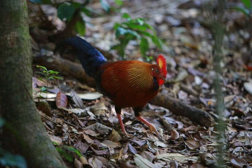 Sri Lanka: Sinharaja rainforest tour from Colombo, Bentota - Key points to know before you go