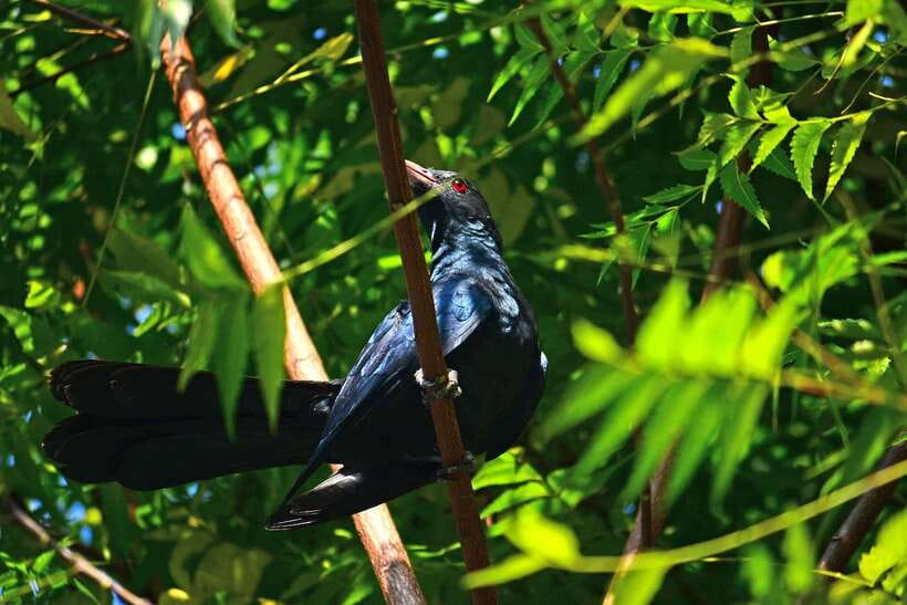 Sri Lanka: Sinharaja rainforest tour from Colombo, Bentota - What to bring so the rainforest doesn’t win