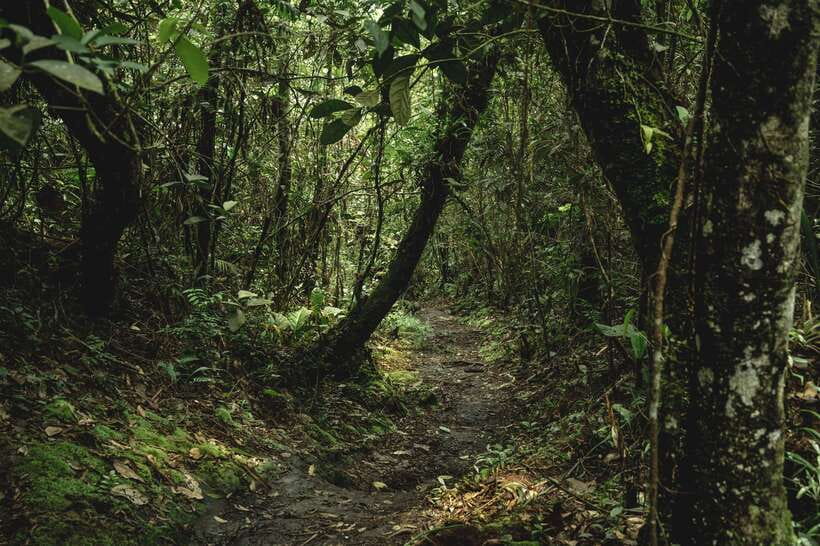 Sri Lanka: Sinharaja rainforest tour from Colombo, Bentota - Climbing Sinharaja’s tallest peak: the value of doing it with a guide