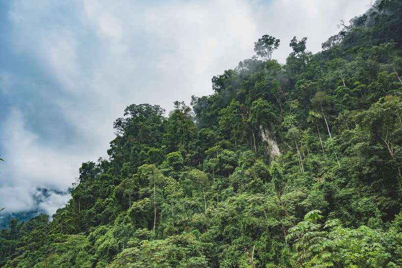 Sri Lanka: Sinharaja rainforest tour from Colombo, Bentota - Wildlife spotting: endemic birds aren’t a side quest here