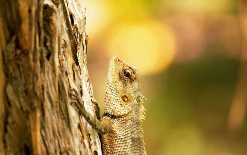 Sri Lanka: Sinharaja rainforest tour from Colombo, Bentota - Private driver/guide and skip-the-ticket-line: small perks that save time