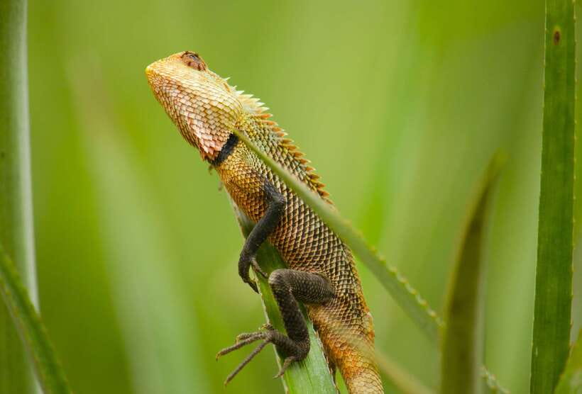 Sri Lanka: Sinharaja rainforest tour from Colombo, Bentota - Price and value: is $195 per person fair?
