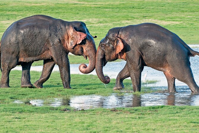 Sri Lanka tour 8 Days with a private driver, hotels, and vehicle - A private 8-day Sri Lanka loop that keeps friction low