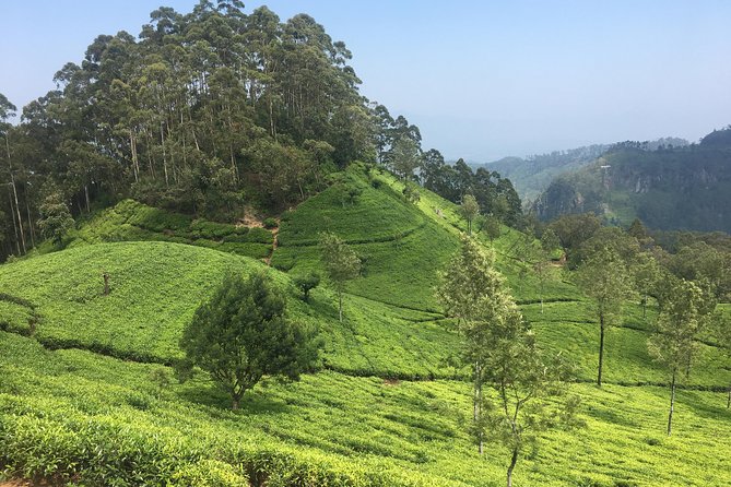Sri Lanka Tour in 8 Days - Day 6: Yala National Park Safari Time for Leopards and More