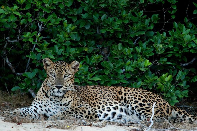 Sri Lanka Unveiled: 12 Nights Complete Experience Package - Negombo fish market and churches: real local life, not a staged show