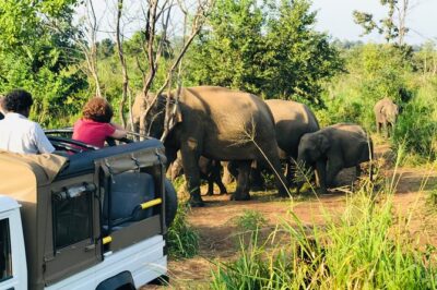 Sri Lanka Wild Life Uniqe Safari 26 - The 2-hour Hurulu Eco Park stop: how the elephant window works