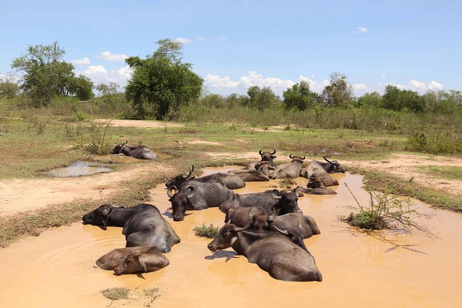 Sri lanka Wildlife Tour - Key things I’d circle before you book