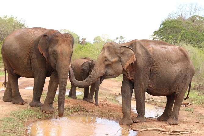 Sri lanka Wildlife Tour - Private wildlife in Sri Lanka: what your $76.93 buys
