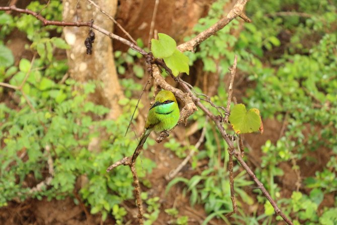 Sri lanka Wildlife Tour - Days 5–6: tea country, Horton Plains birding, and Moon Plains