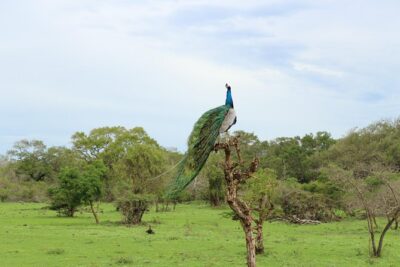 Sri lanka Wildlife Tour - Getting from place to place: early starts and vehicle comfort