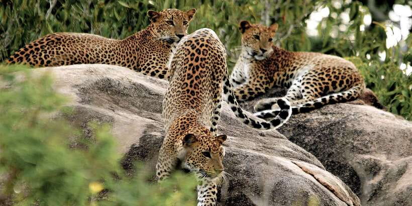 Sri Lanka: Yala National Park Private Safari - Key Highlights You’ll Care About