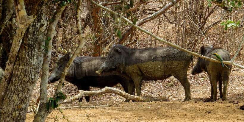Sri Lanka: Yala National Park Private Safari - Price and Value: Is $43 a Good Deal for Yala?