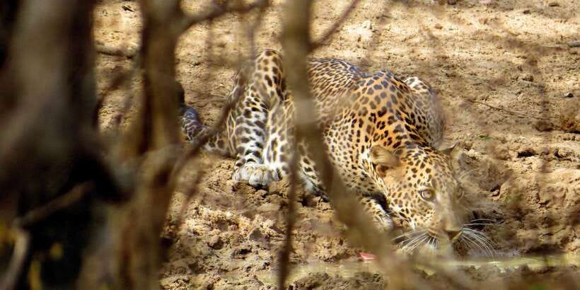 Sri Lanka: Yala National Park Private Safari - Private Yala Jeep Safari: Why This Style of Tour Works