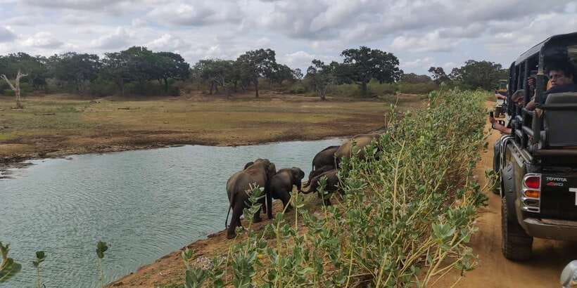 Sri Lanka: Yala National Park Private Safari - Inside the Jeep: Soft-Top Comfort and Real Wildlife Viewing
