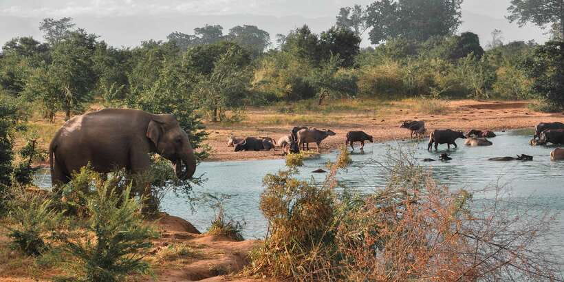Sri Lanka: Yala National Park Private Safari - Leopard Focus in Yala: What to Expect and How to Maximize Your Odds
