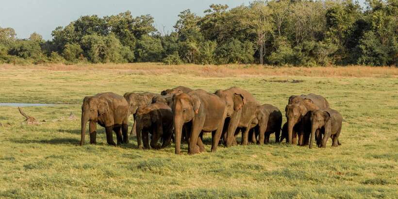 Sri Lanka: Yala National Park Private Safari - Elephants, Water Buffalo, and the Stuff You’ll Want to Remember