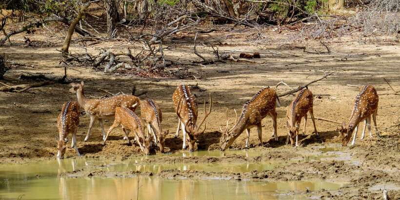 Sri Lanka: Yala National Park Private Safari - Birds, Sloth Bears, and the Wildlife Mix That Makes the Drive Matter