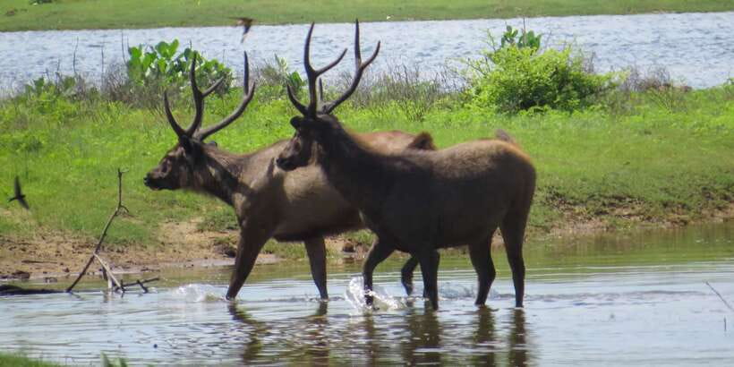 Sri Lanka: Yala National Park Private Safari - Meeting at Yala’s Park Gate: Getting Started Without Fuss