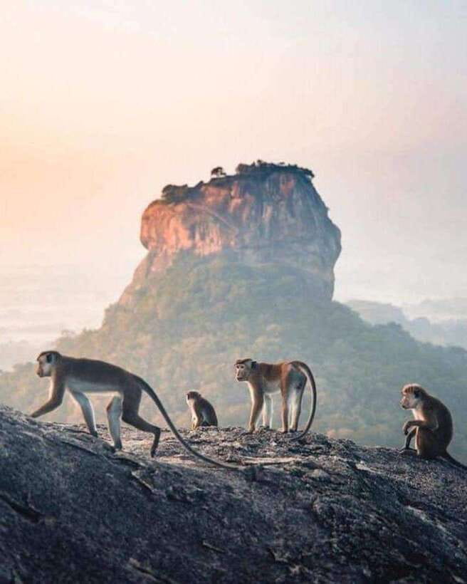 Sunrise or Sunset Hike Pidurangala Rock with Scenic Views - Key things I’d plan around