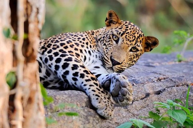 Super Luxury Jeep Safari at Yala National Park - Key Things I’d Focus on Before You Go