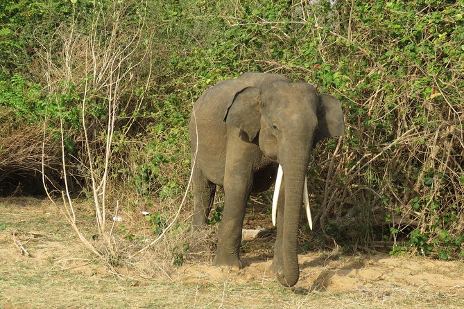 Super Luxury Jeep Safari at Yala National Park - A VIP Yala Jeep Safari That Feels Built for Comfort