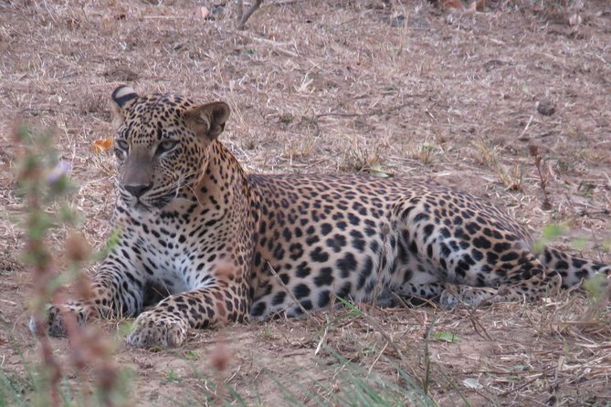 Super Luxury Jeep Safari at Yala National Park - The Safari Flow in Yala: Jeep Service Points and How You’ll Move Through the Park