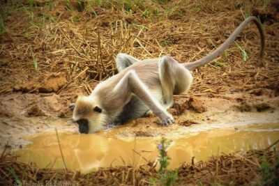 Super Luxury Jeep Safari at Yala National Park - Timing: Morning vs Afternoon and Why It Can Change Your Whole Day