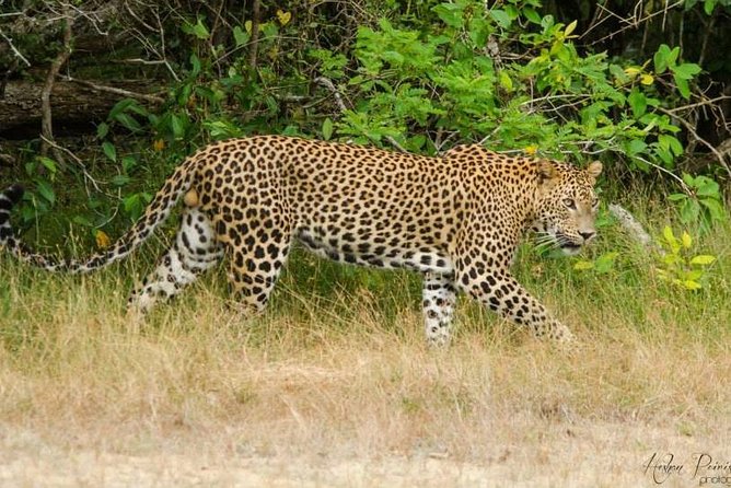 Super Luxury Jeep Safari at Yala National Park - The English-Speaking Tracker: What You Should Actually Do With Them