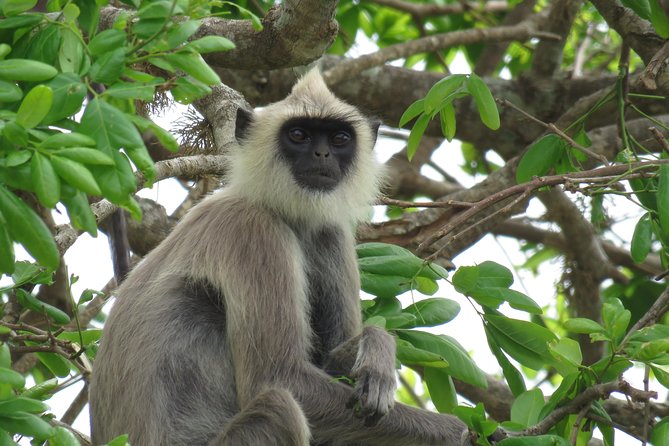 Super Luxury Jeep Safari at Yala National Park - Price and Value: $80 per Group (Up to 6)